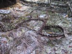 Ice storm Tragedy 3