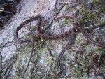 Ice storm Tragedy 6