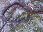 Ice storm Tragedy 7