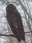 Barred Owl close up