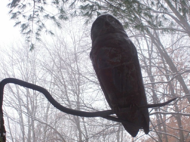 Barred Owl on Iron Branch

