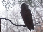 Barred Owl on Iron Branch
