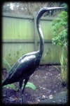 Heron Close Up