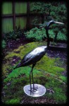 Great Blue Heron-1992