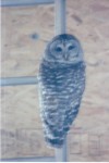 Barred Owl trapped in my shop