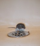Bathtub Mouse