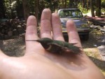 Hummingbird in Hand