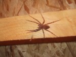 Nursery Web Spider