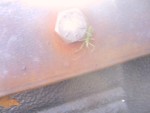 Baby Praying Mantis
