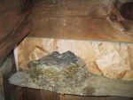 Bird's Nest