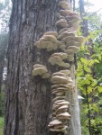 Oyster Mushrooms