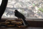 Little Bird