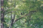 Mating Pair of Barred Owls next to my house