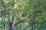 Mating Pair of Barred Owls next to my house