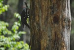Woodpecker 1