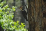 Woodpecker 2