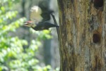 Woodpecker 3