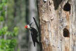 Woodpecker 4