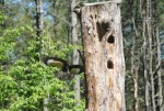 Woodpecker 5